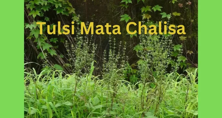 Read more about the article Tulsi Mata Chalisa: देव उठनी एकादशी और कार्तिक में तुलसी पाठ बहुत लाभकारी होता है